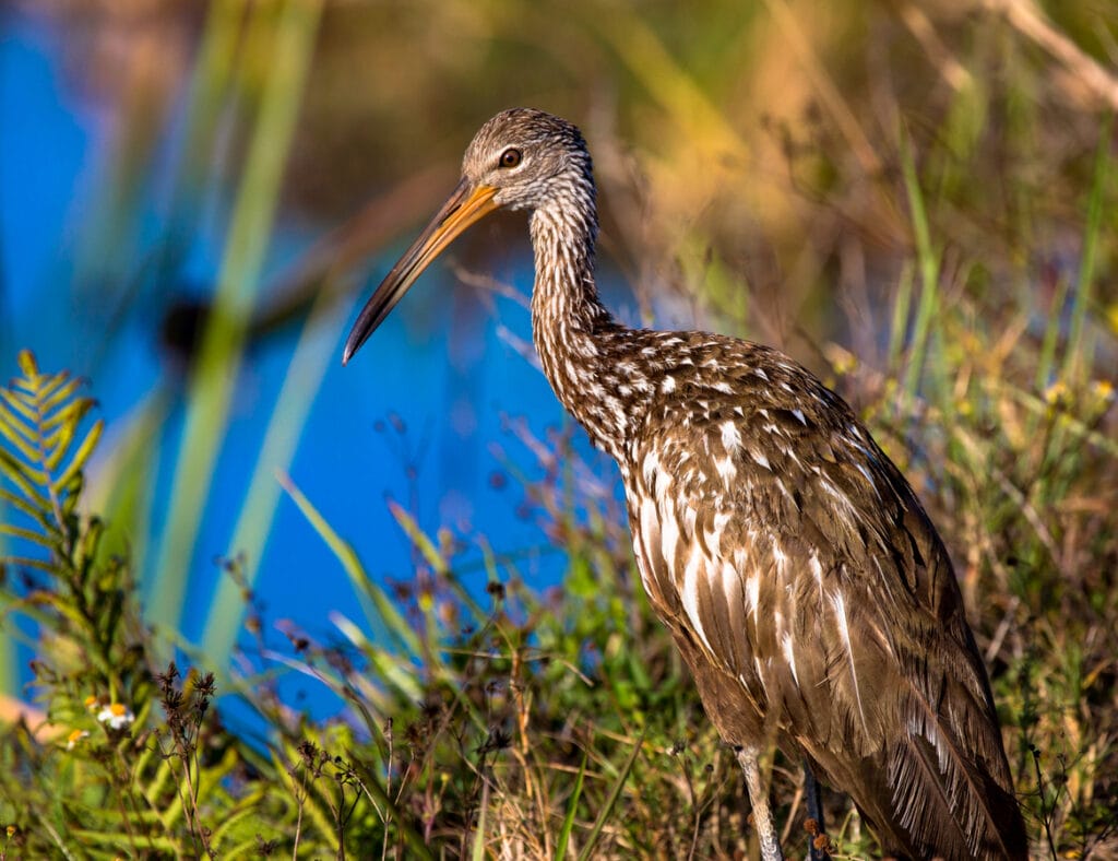 The Limpkin