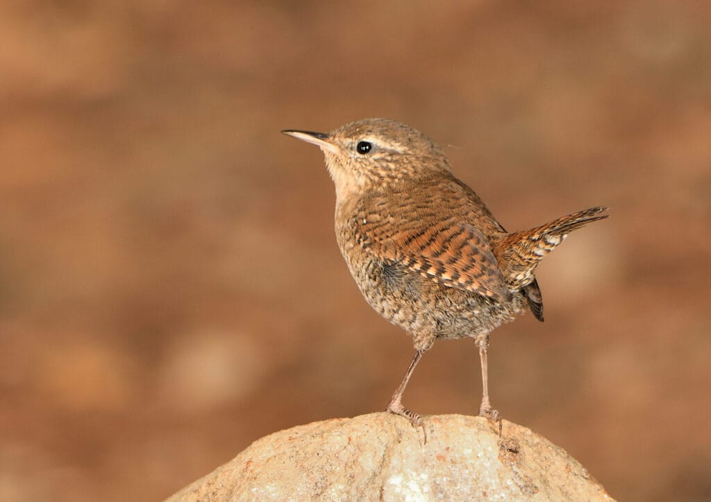 Winter Wren