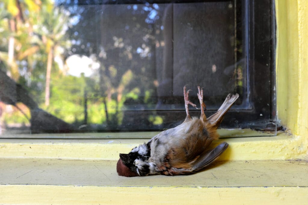 bird that hit window