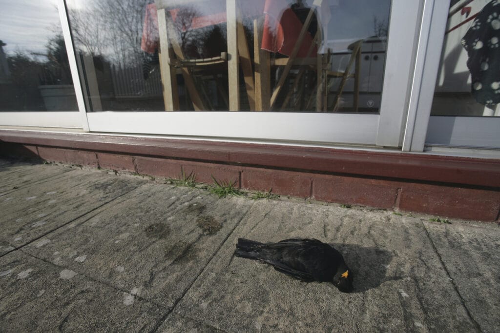 dead bird from window