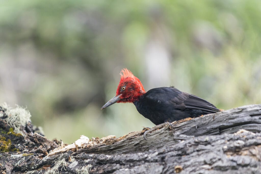 Ivory billed woodpecker