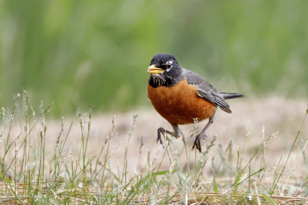 robin jumping