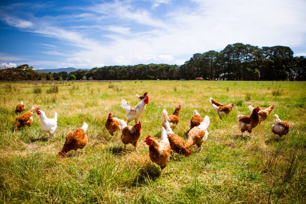 rooster with chickens