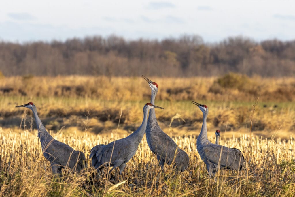 flock of sandhill cranes o