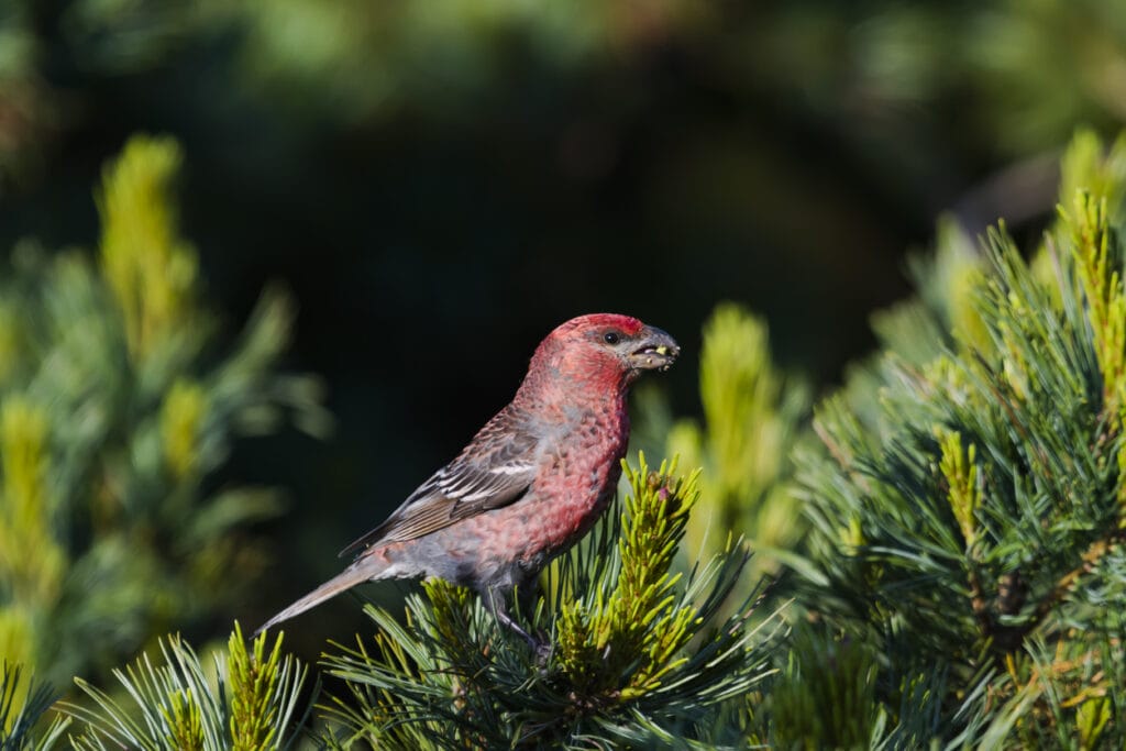 Pine Grosbeak