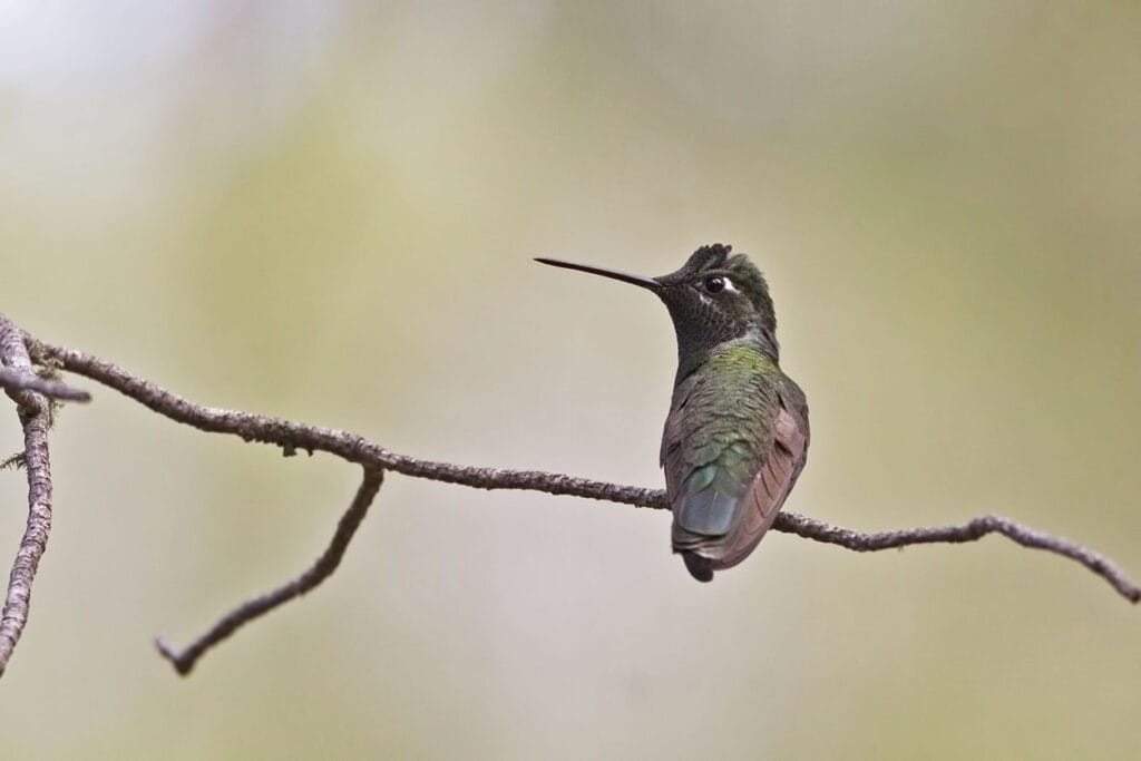 Rivoli's Hummingbird in alabama