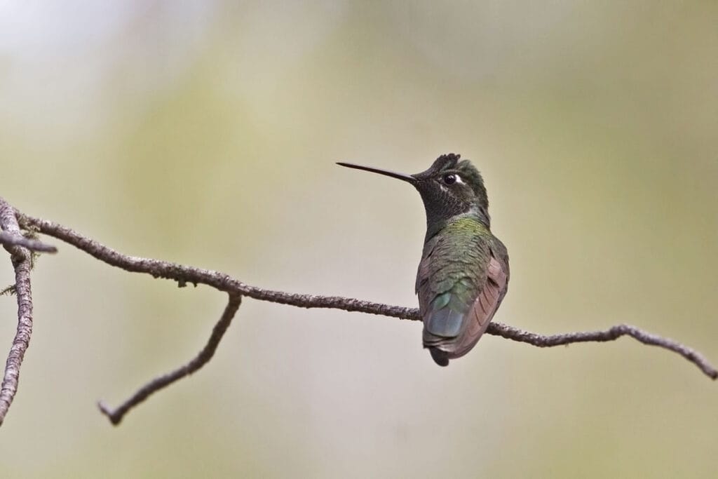 Rivoli's Hummingbird