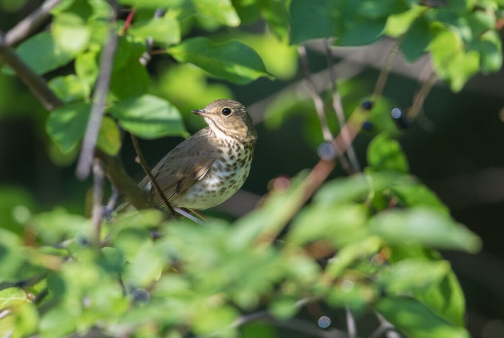 Swainson’s Thrush