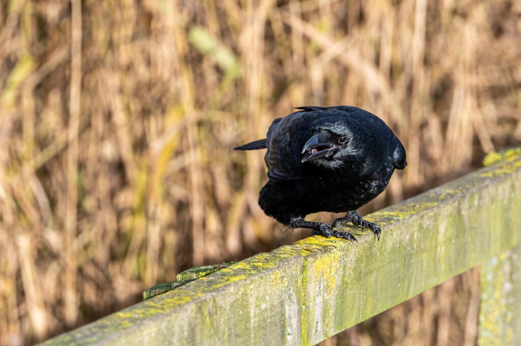 american crow on fence