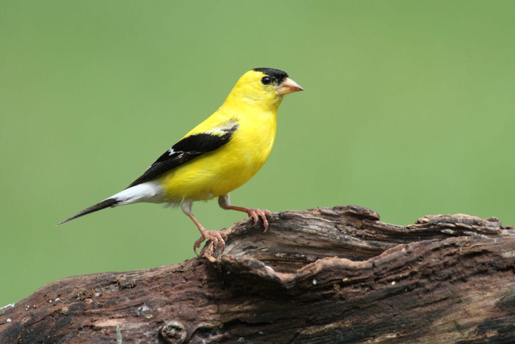 american gold finch