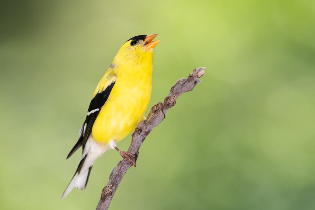 singing american goldfinch
