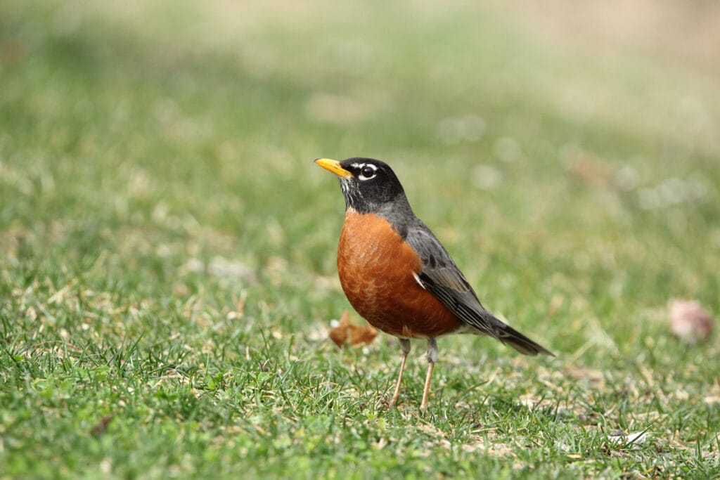 american robin