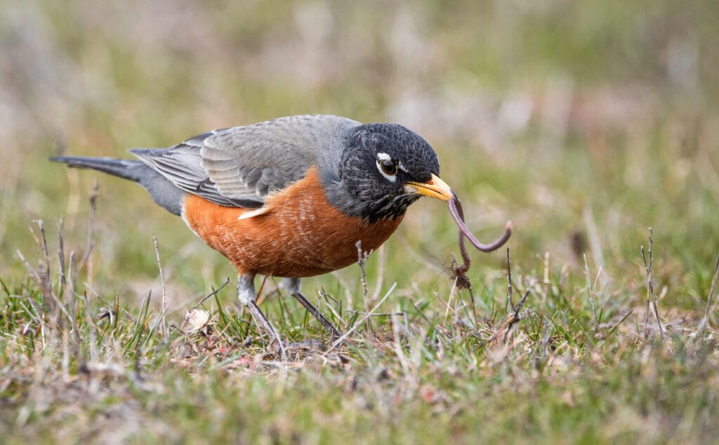 american robin feeding