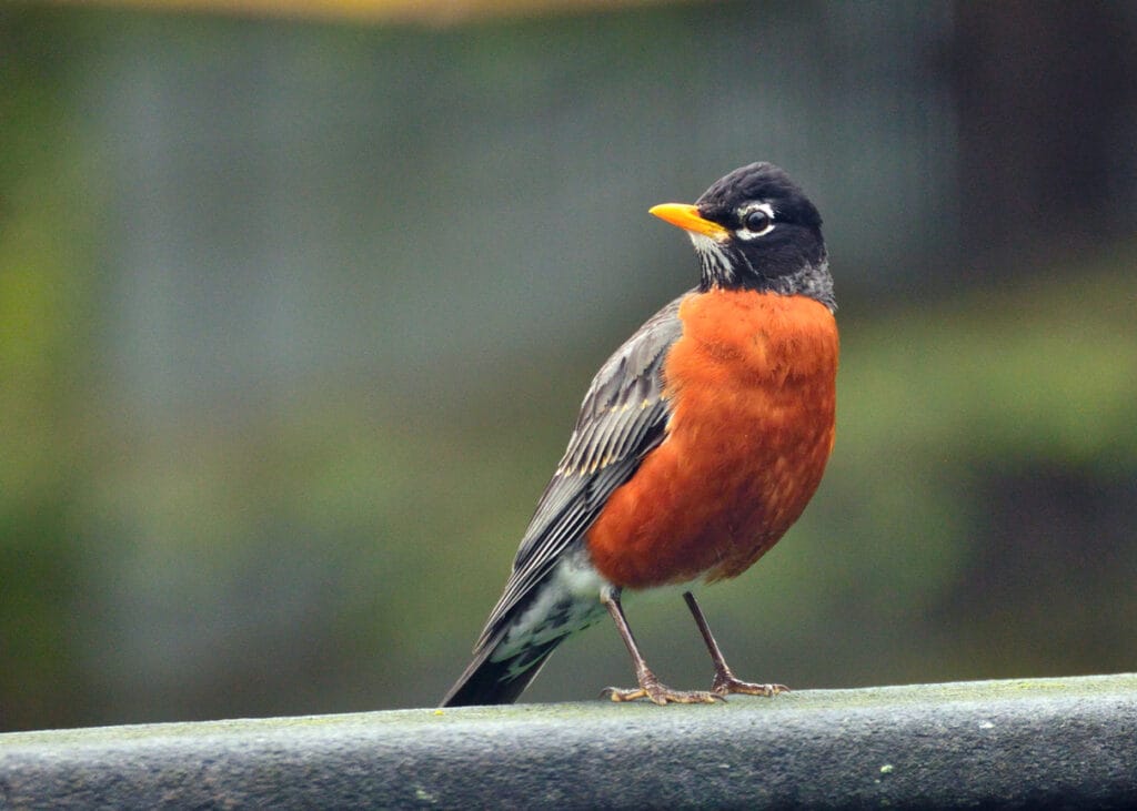 american robin in ohio