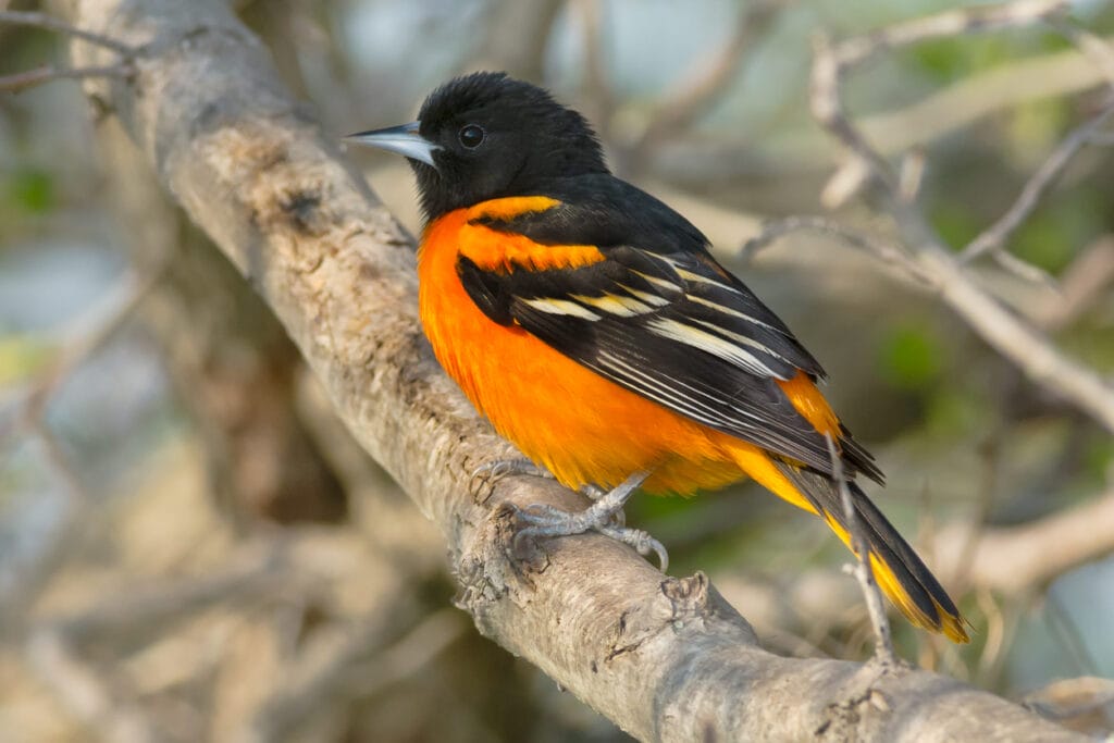 balitmore oriole