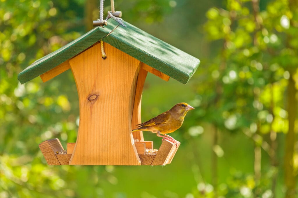 bird enjoying birdhouse