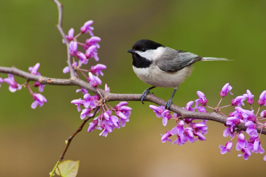 black capped chickadee