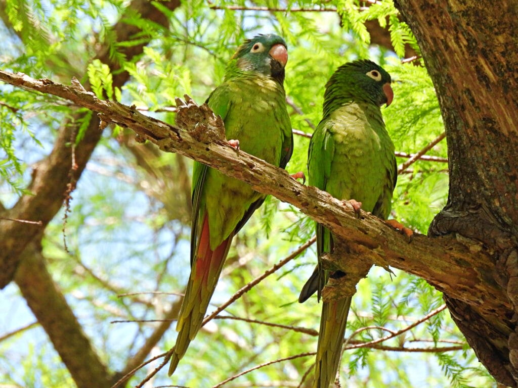 blue crowned parakeet