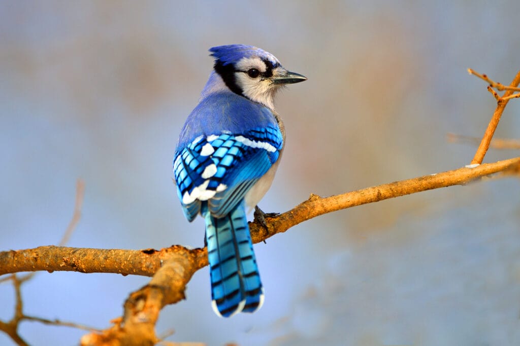 blue jay