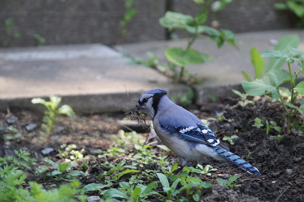 blue jay building nest