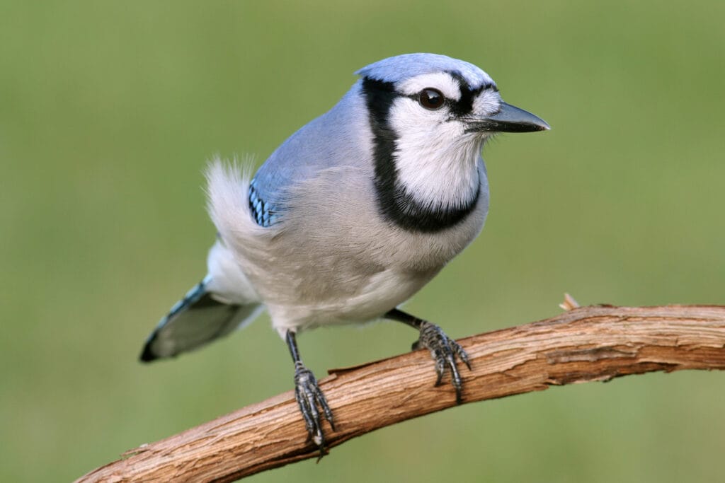 blue jay close up