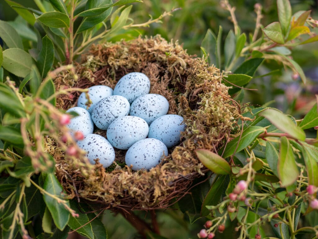 blue jay eggs