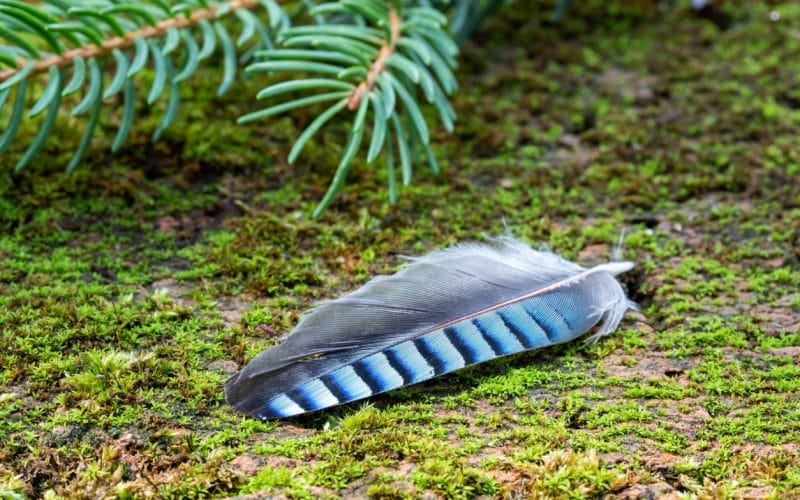 blue jay feather meaning