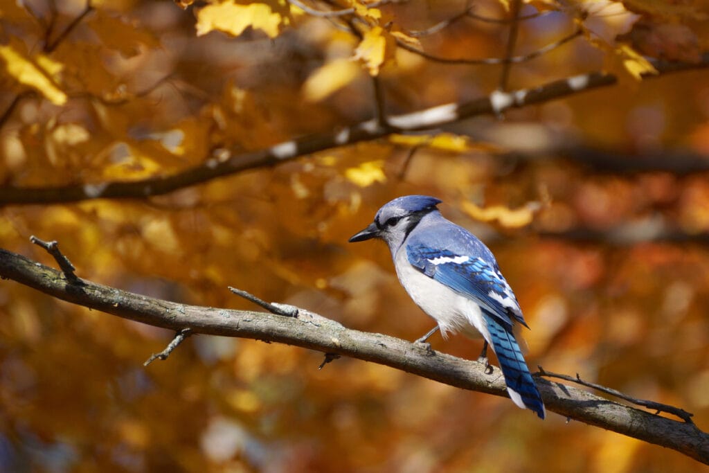 blue jay in fall