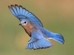 eastern blue bird flying