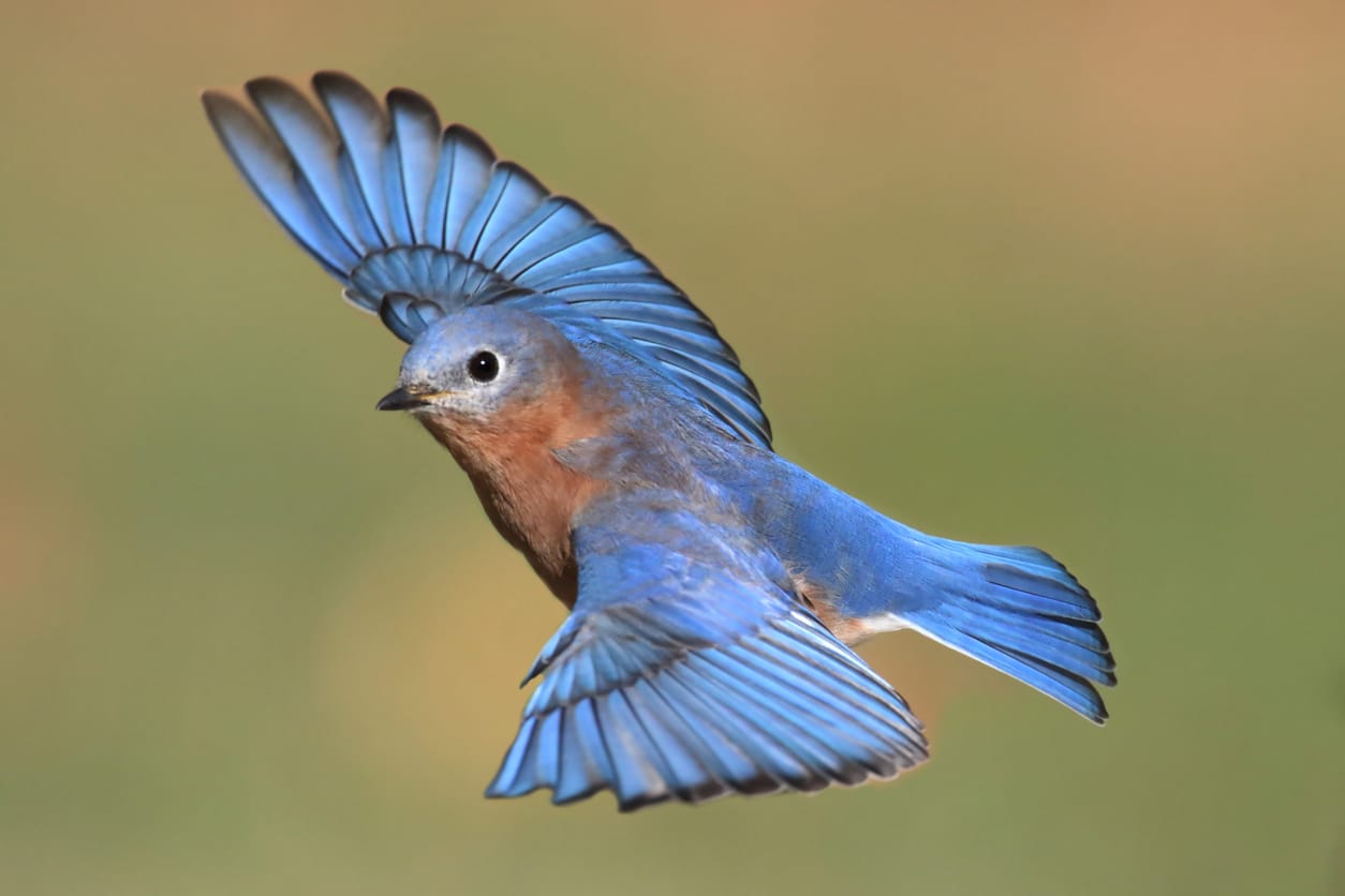 eastern blue bird flying