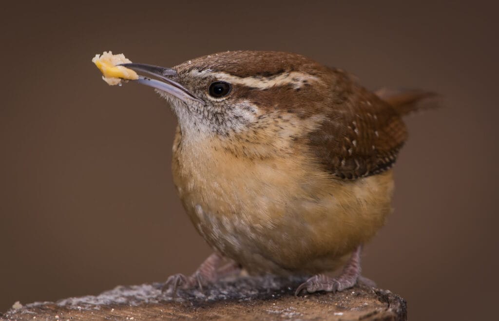 carolina wren close up