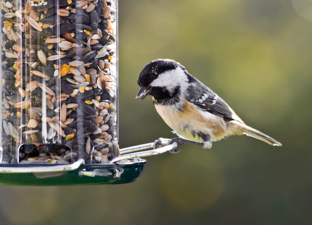 chickadee tube feeder