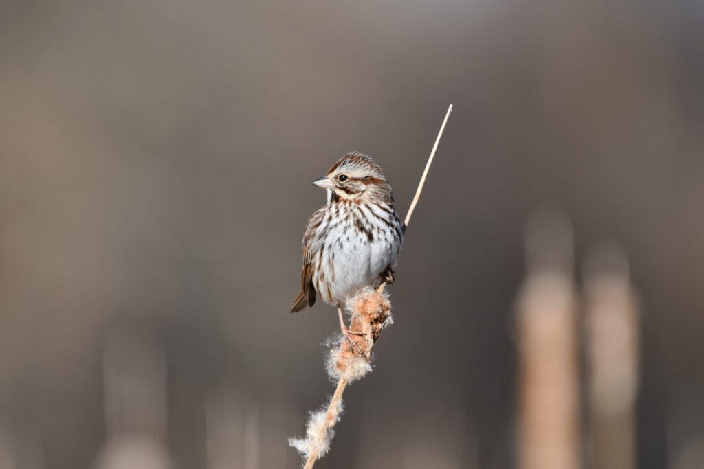 common song sparrow