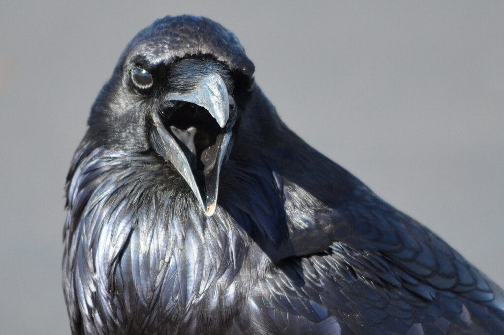 crow black head