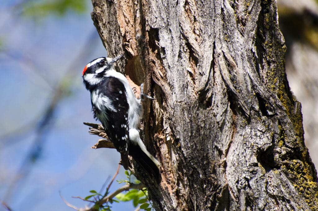 downy woodpecker pecking