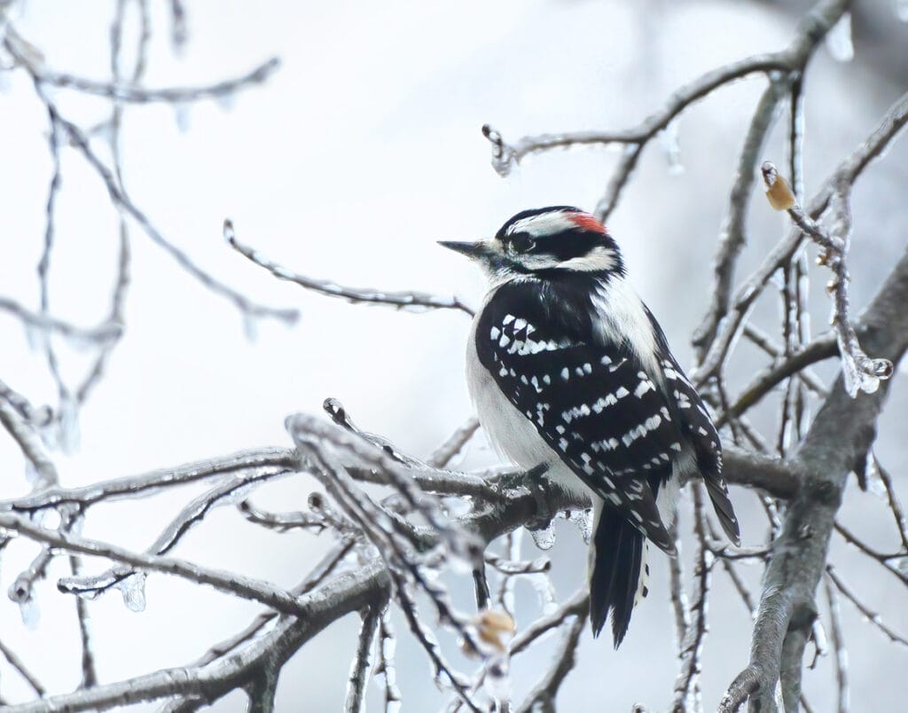 downy woodpecker snow