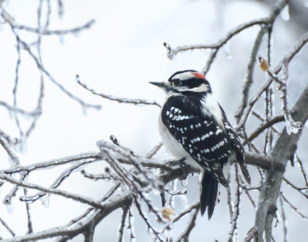 downy woodpecker