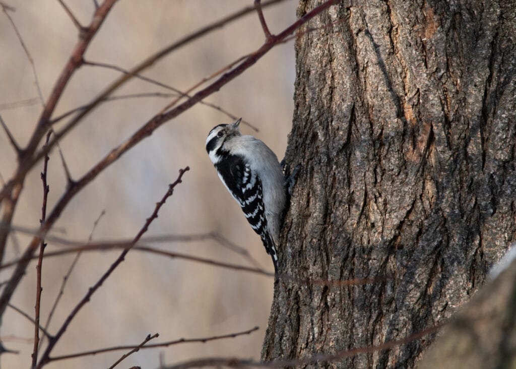 downy woodpecker texas