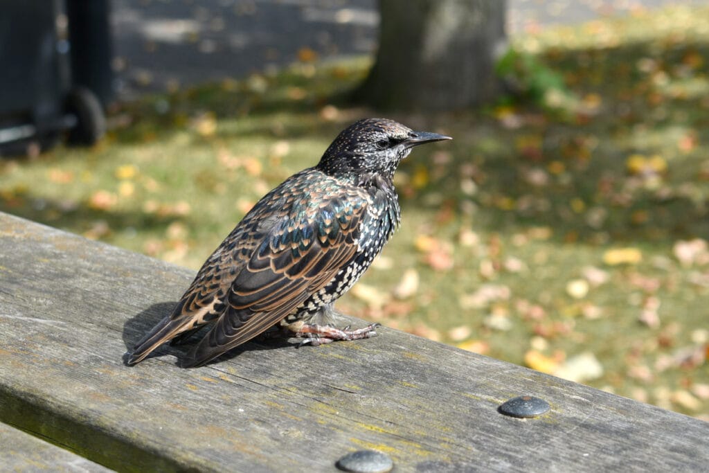 european starling close up