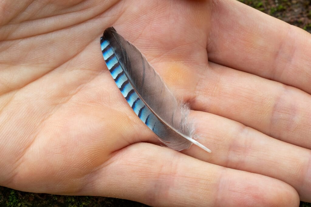 holding a blue jay feather