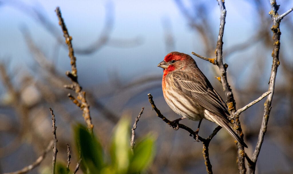 house finch backyard