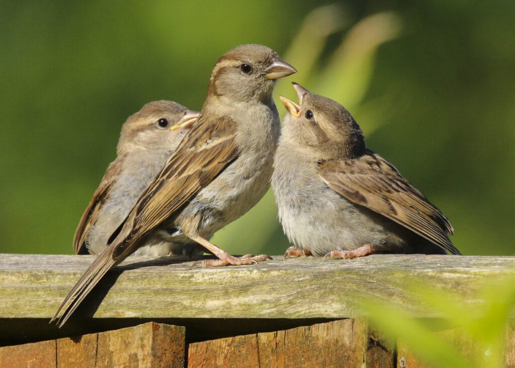 house sparrows