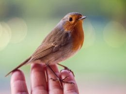 how to get a robin to come to you