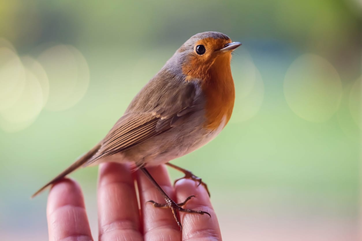 how to get a robin to come to you