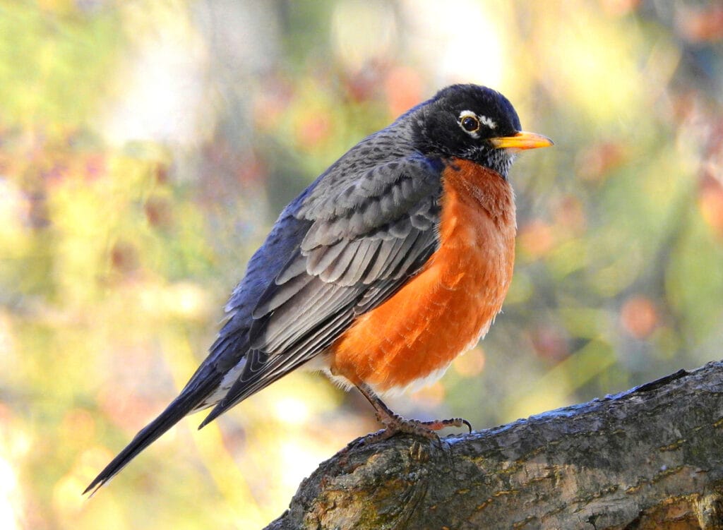 large perched robin