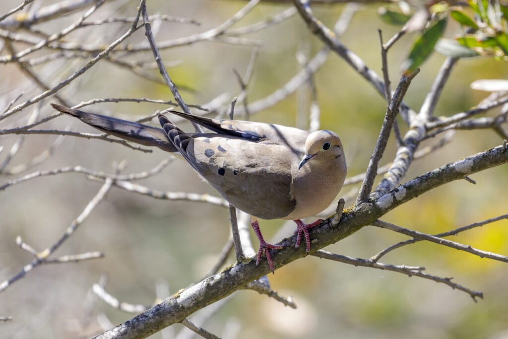 mourning dove