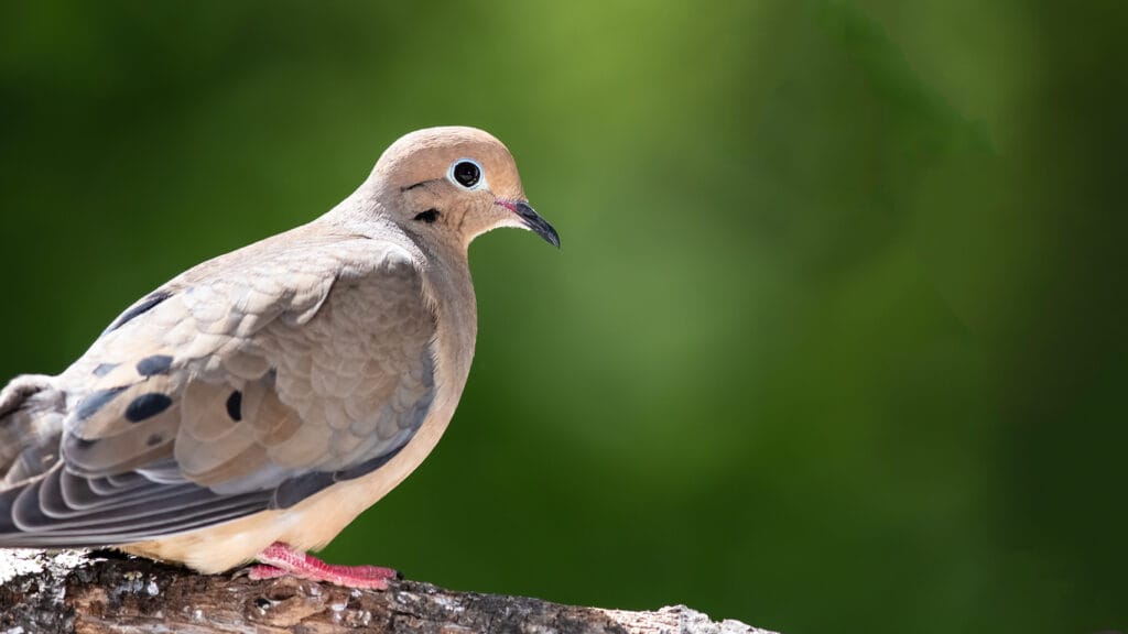 Curious Mourning Dove Perched in a Tree