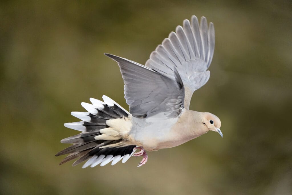 mourning dove flying