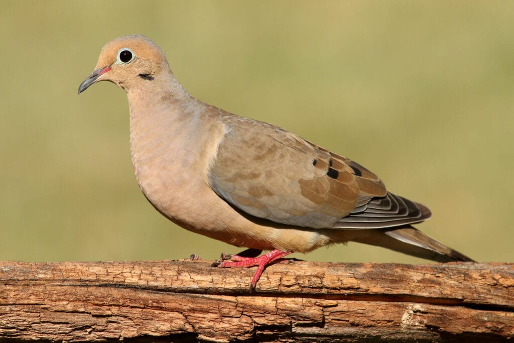 mourning dove on log