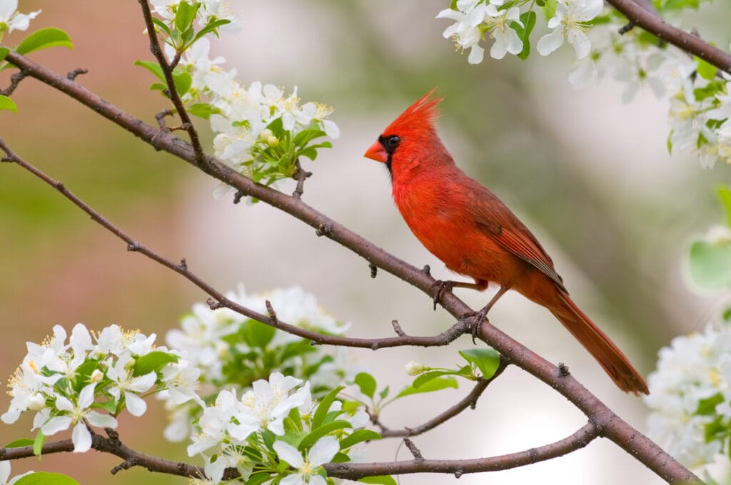 northern cardinal